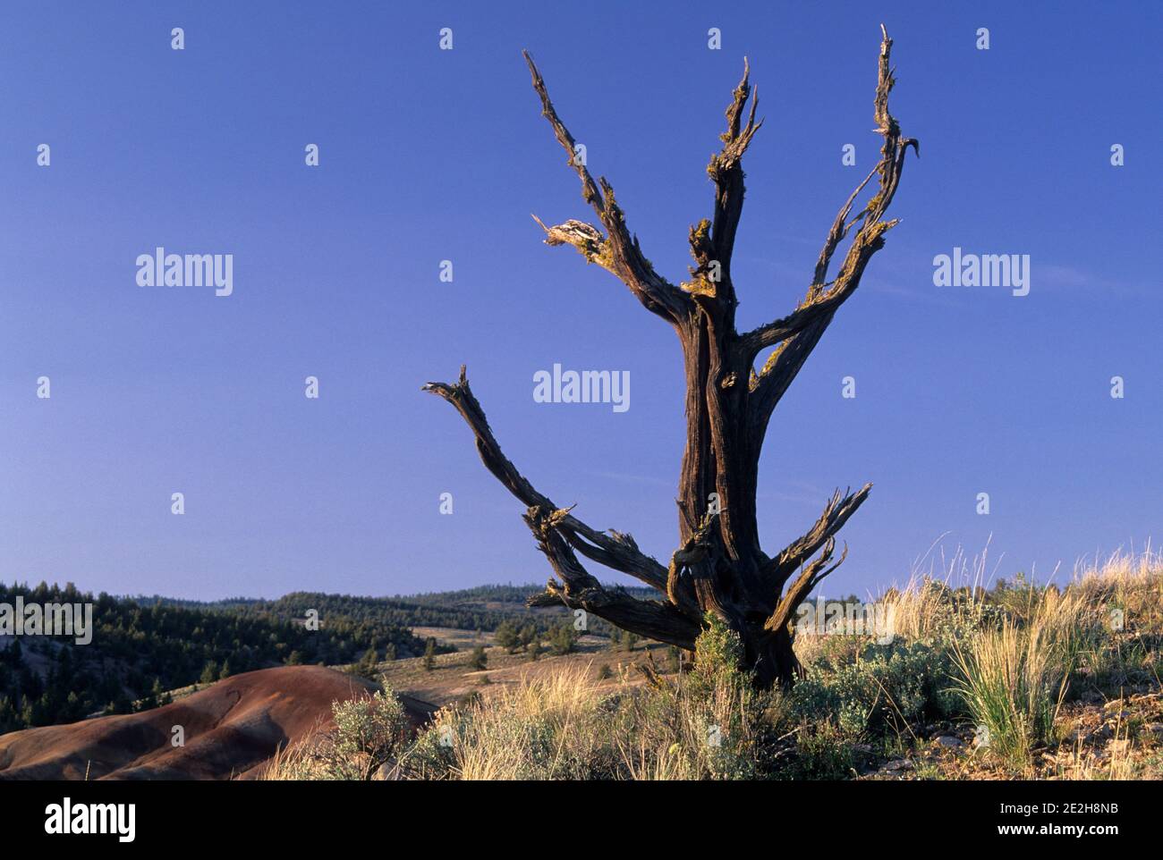 Museau de genévrier occidental (Juniperus occidentalis), réserve de Juniper Hills, Oregon Banque D'Images