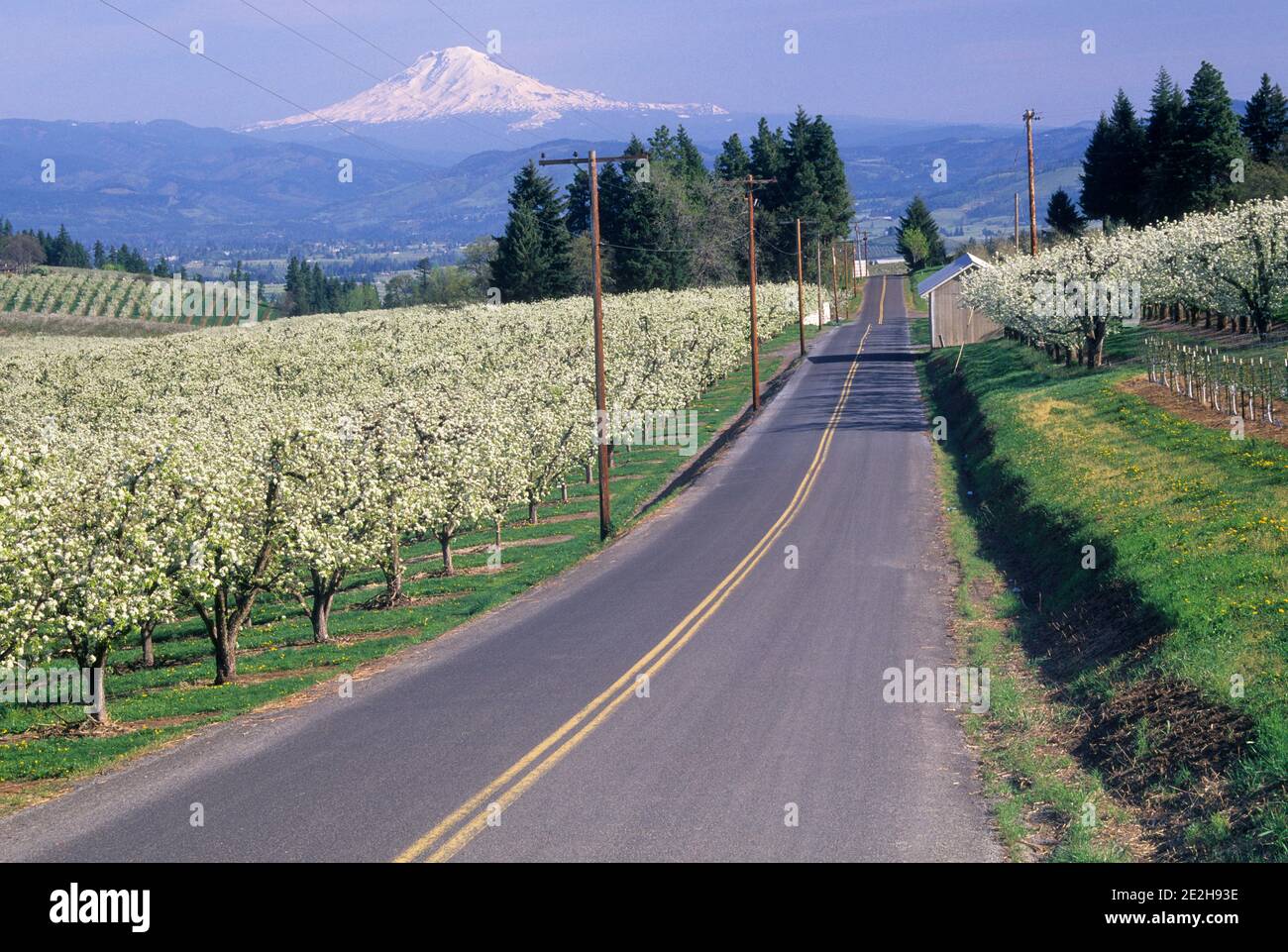 Verger en fleur de poire avec Mt Hood, Oregon, Hood River Comté Banque D'Images