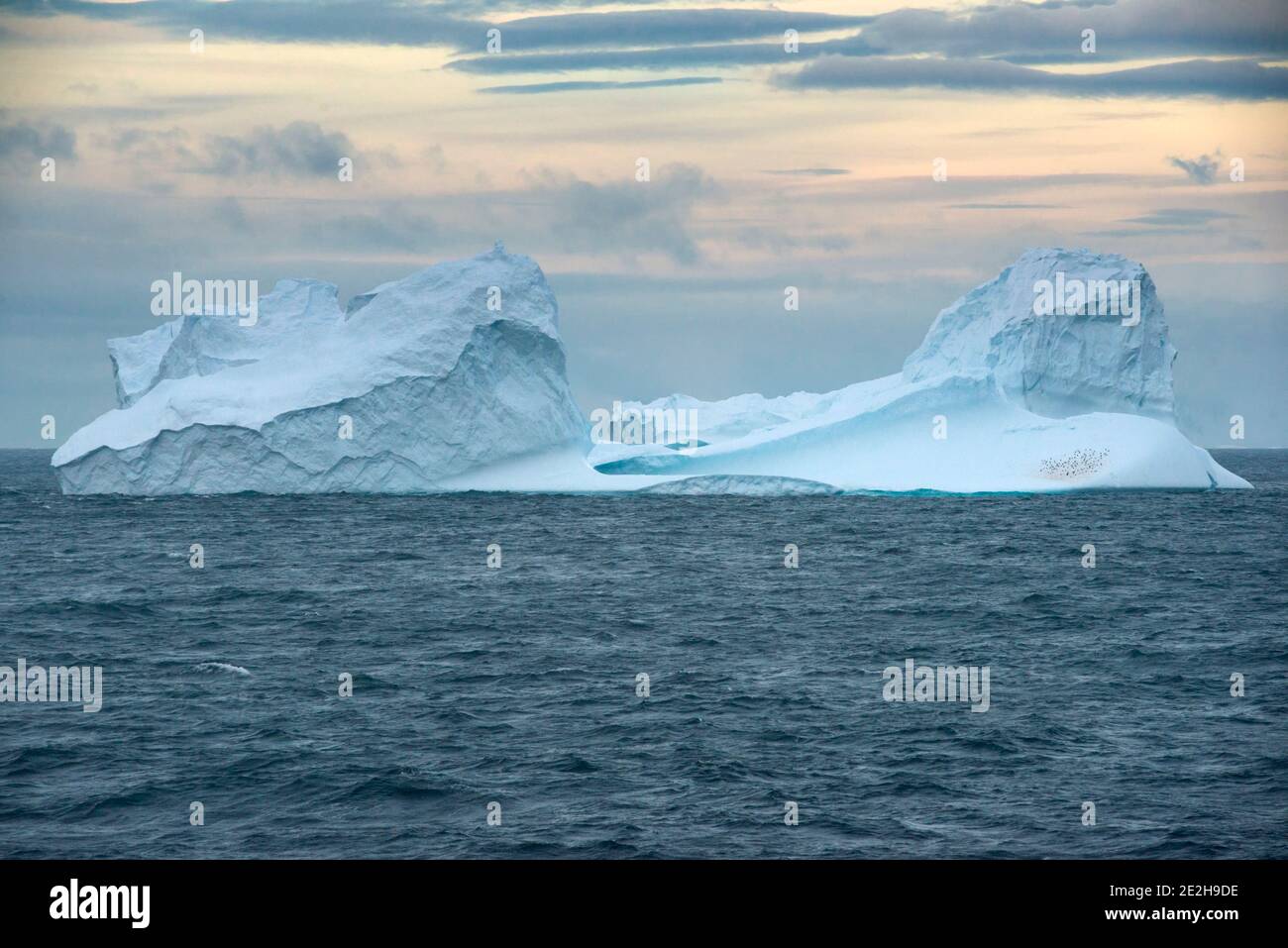 Iceberg flottant avec UNE colonie de pingouins Gentoo au coucher du soleil Dans le détroit de Bransfield, près de la pointe nord de l'Antarctique Péninsule Banque D'Images