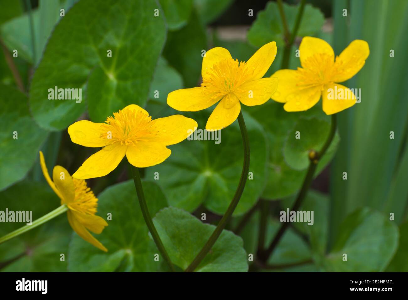 Plante marginale, marais marigoldt (Maltha palustris) Banque D'Images