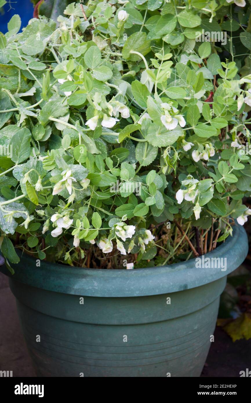 pois mange-tout poussant dans le pot de plante larg Banque D'Images