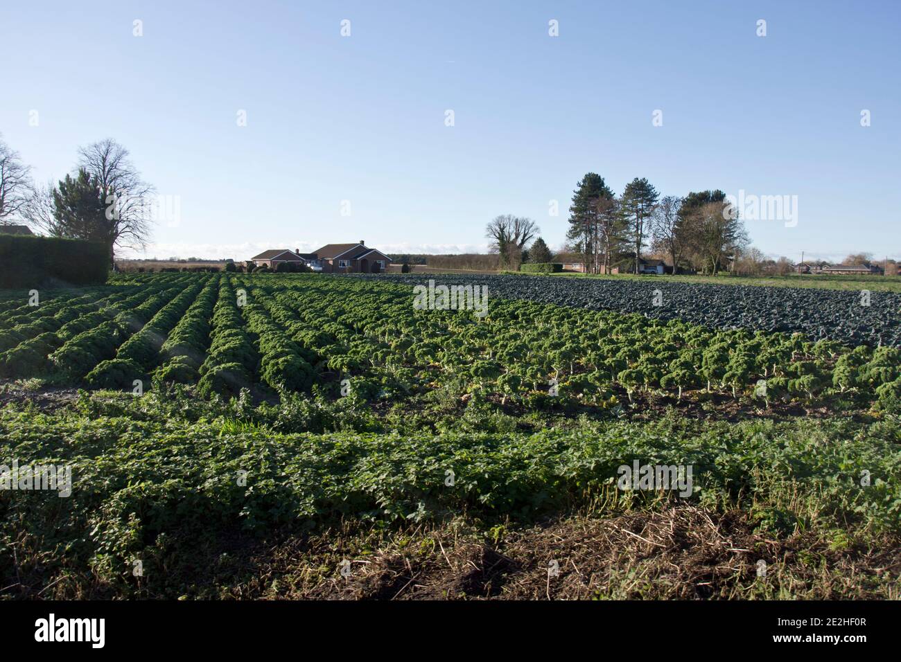 Les plantes de kale bouclé se développent dans la région de Linclnshire Fens de Angleterre, Royaume-Uni Banque D'Images
