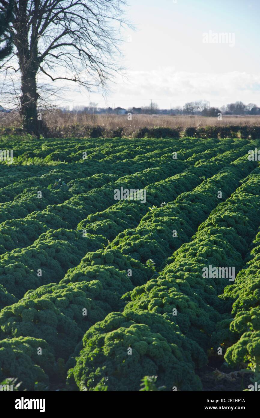 Les plantes de kale bouclé se développent dans la région de Linclnshire Fens de Angleterre, Royaume-Uni Banque D'Images