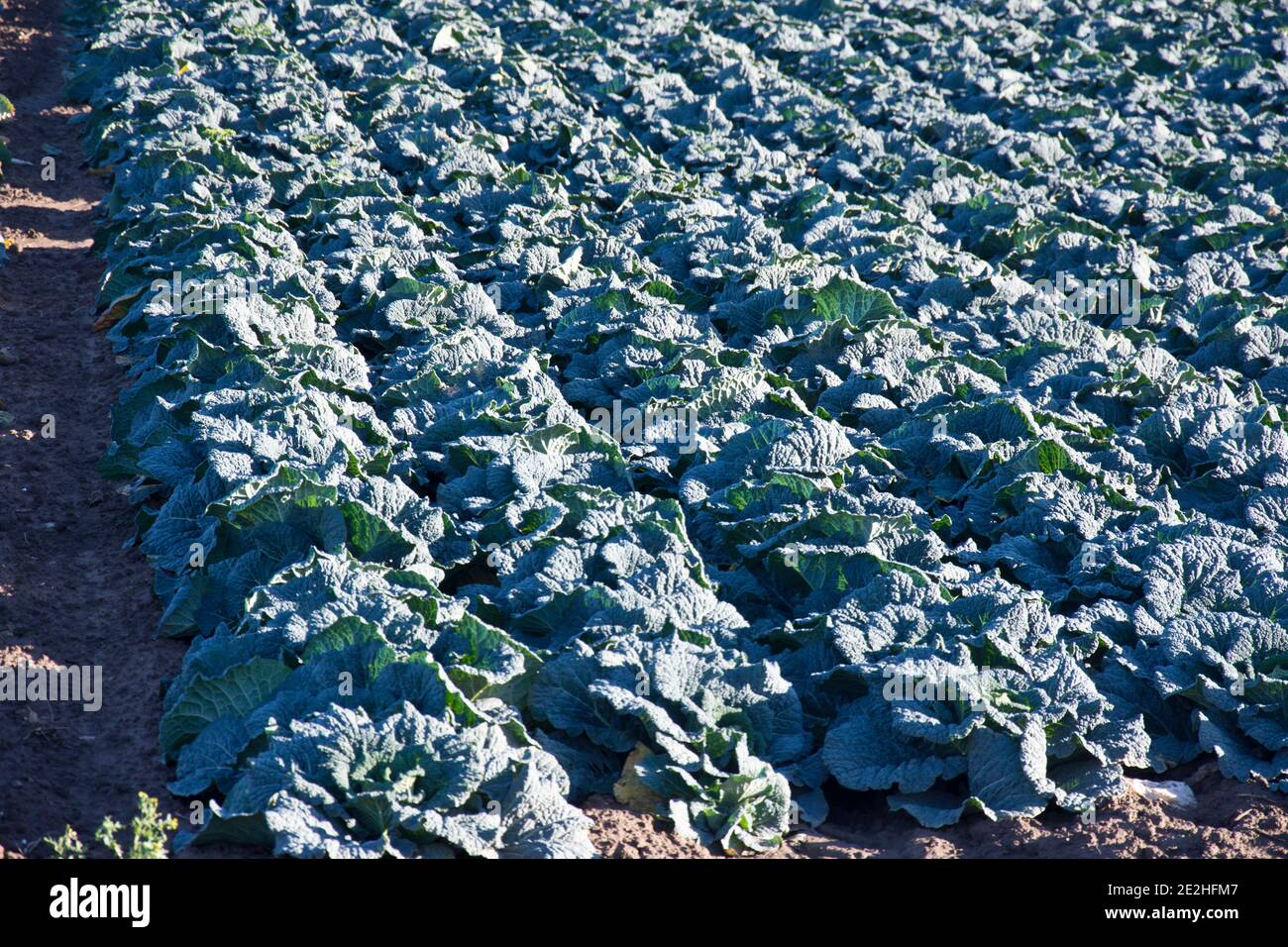 Des choux de Savoie qui grandissent sur les Lincolnshire Fens, Angleterre, Royaume-Uni Banque D'Images