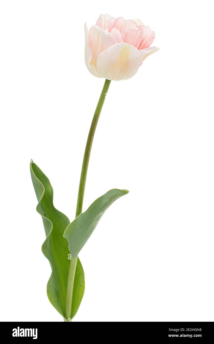 Fleurs roses de tulipe d'Angélique, isolées sur fond blanc Banque D'Images