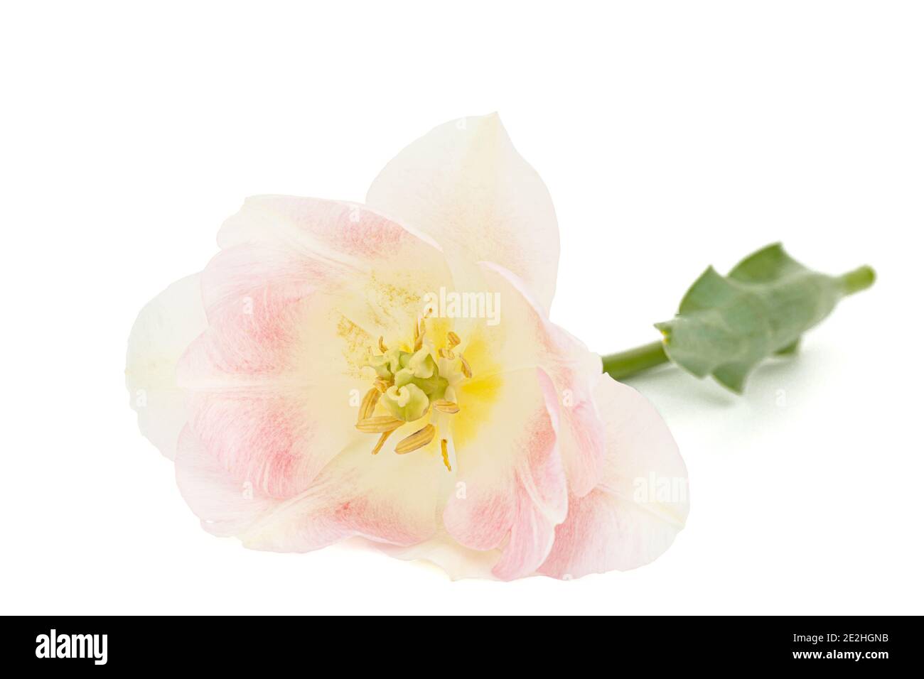 Fleurs roses de tulipe d'Angélique, isolées sur fond blanc Banque D'Images