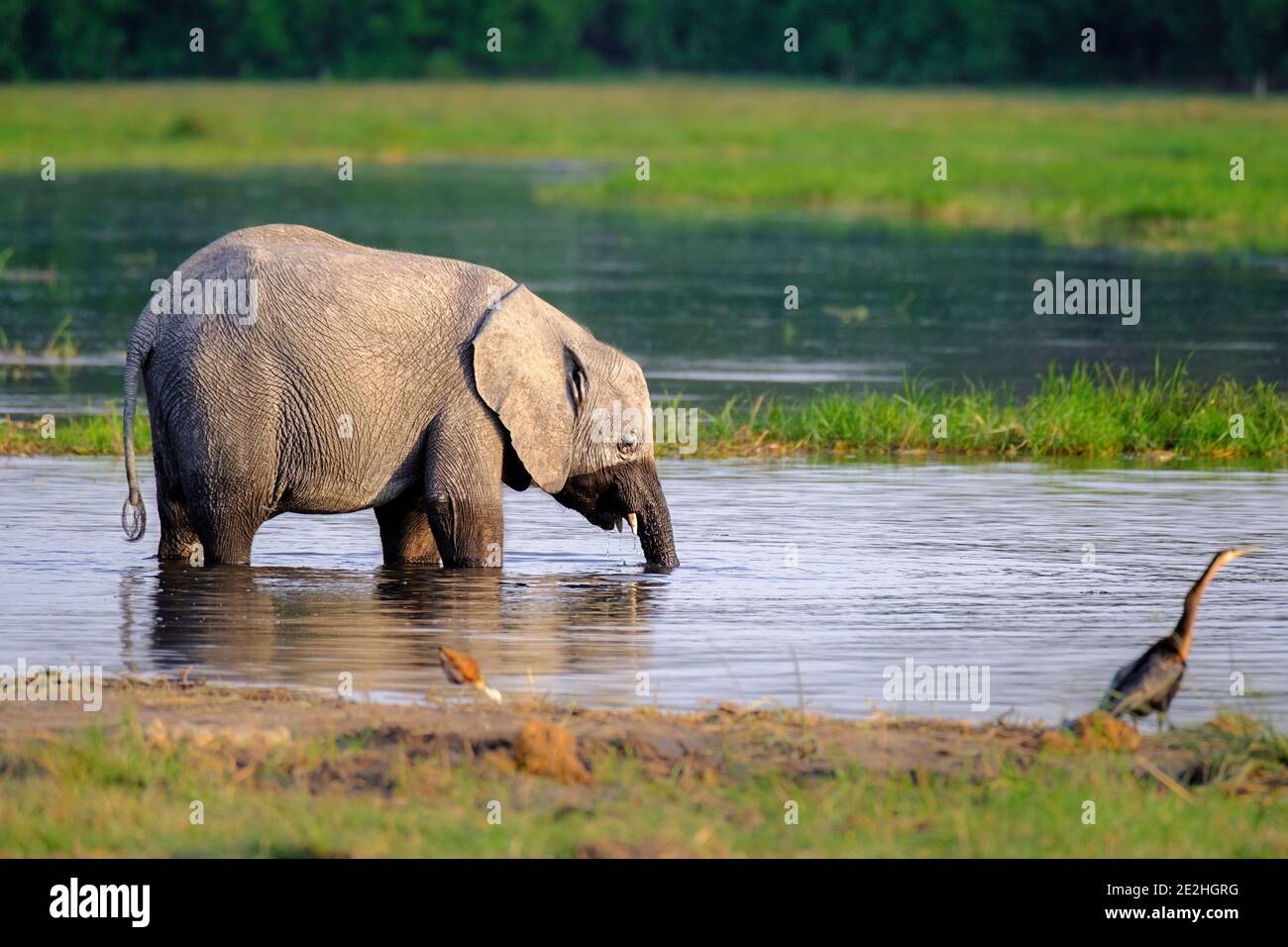 Bébé éléphant, Loxodonta africana, dans l'eau potable. Okavango Delta, Botswana, Afrique Banque D'Images
