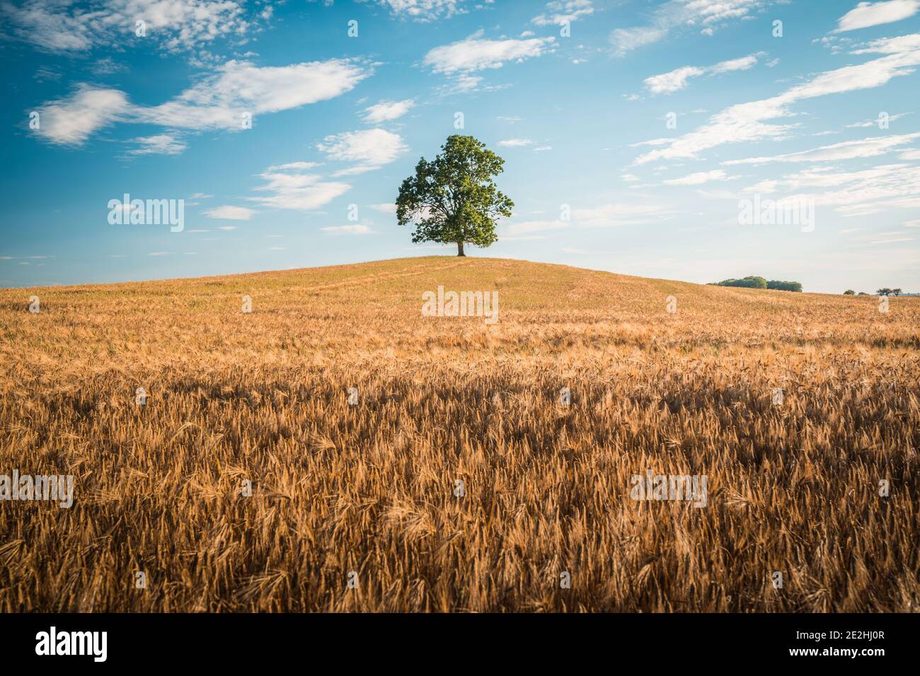 L'arbre solitaire au champ de blé et d'orge en été Paysage sous ciel bleu Banque D'Images