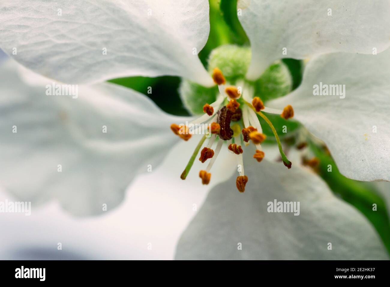 Image très rapprochée de ver se mêlant de la fleur de pomme blanche, étamine jaune au centre de celle-ci. Mise au point sélective et faible profondeur de champ. Banque D'Images Image très rapprochée de ver se mêlant de la fleur de pomme blanche, étamine jaune au centre de celle-ci. Mise au point sélective et faible profondeur de champ. Banque D'Images
