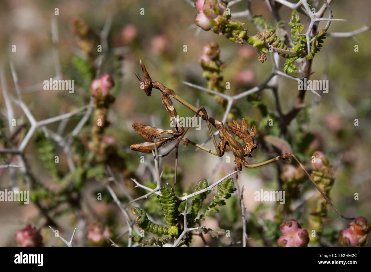 Mantis Banque D'Images