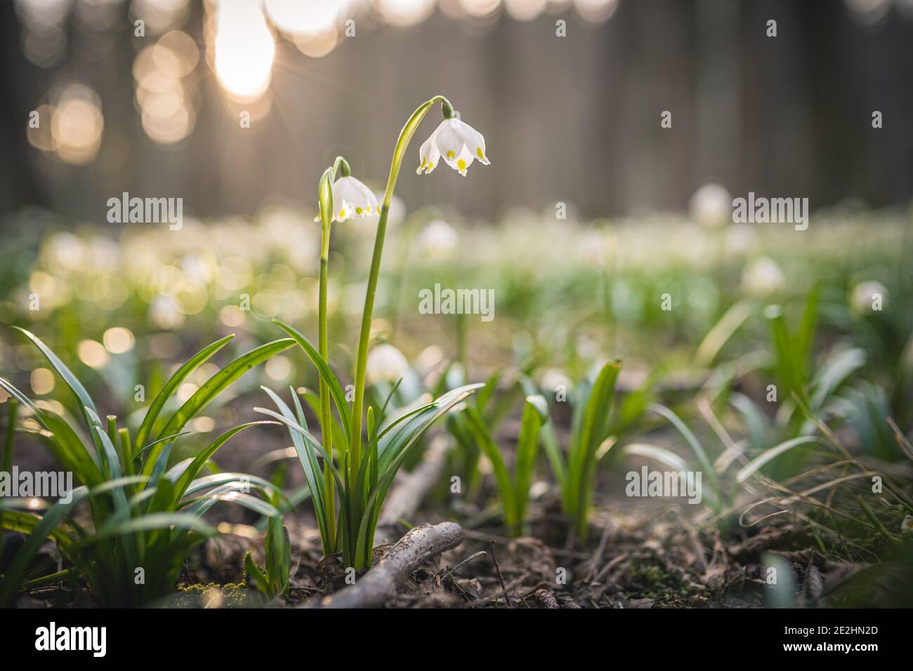 Leucojum vernum ou flocon de neige printanier - fleurs blanches en fleurs au début du printemps dans la forêt, macro de clôture photo. Banque D'Images