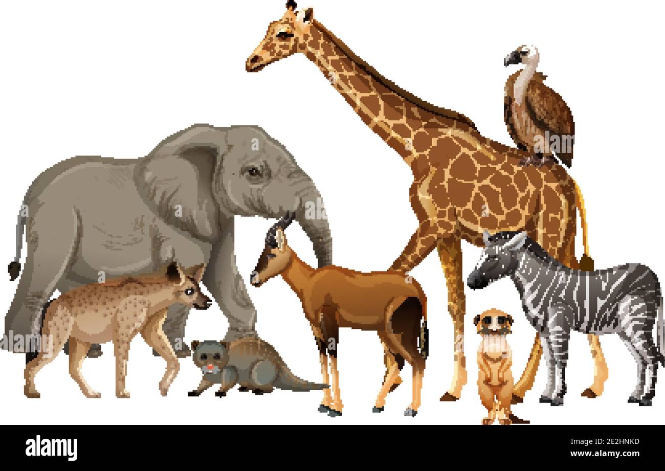 Groupe d'animaux sauvages africains sur fond blanc illustration Illustration de Vecteur