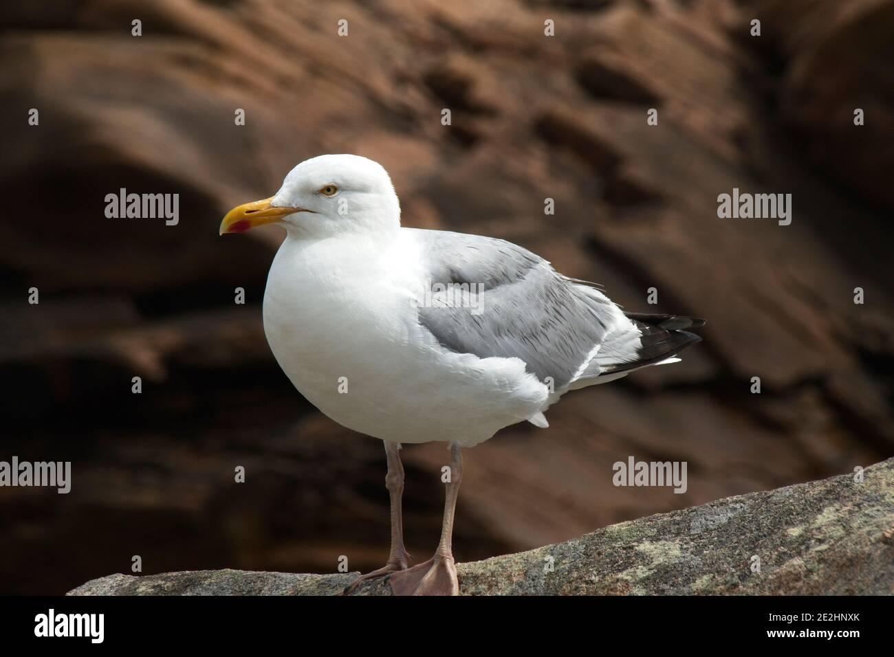 Seagull on the rocks Banque D'Images