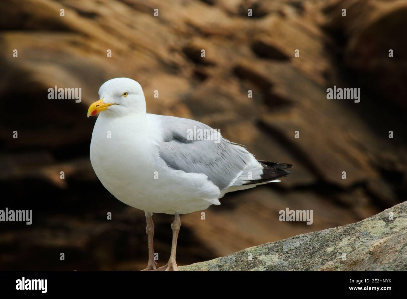 Seagull on the rocks Banque D'Images