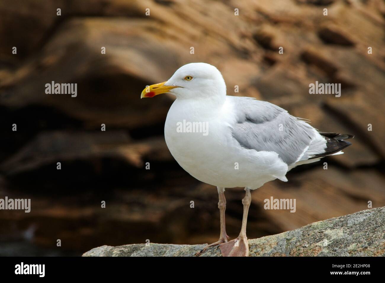 Seagull on the rocks Banque D'Images