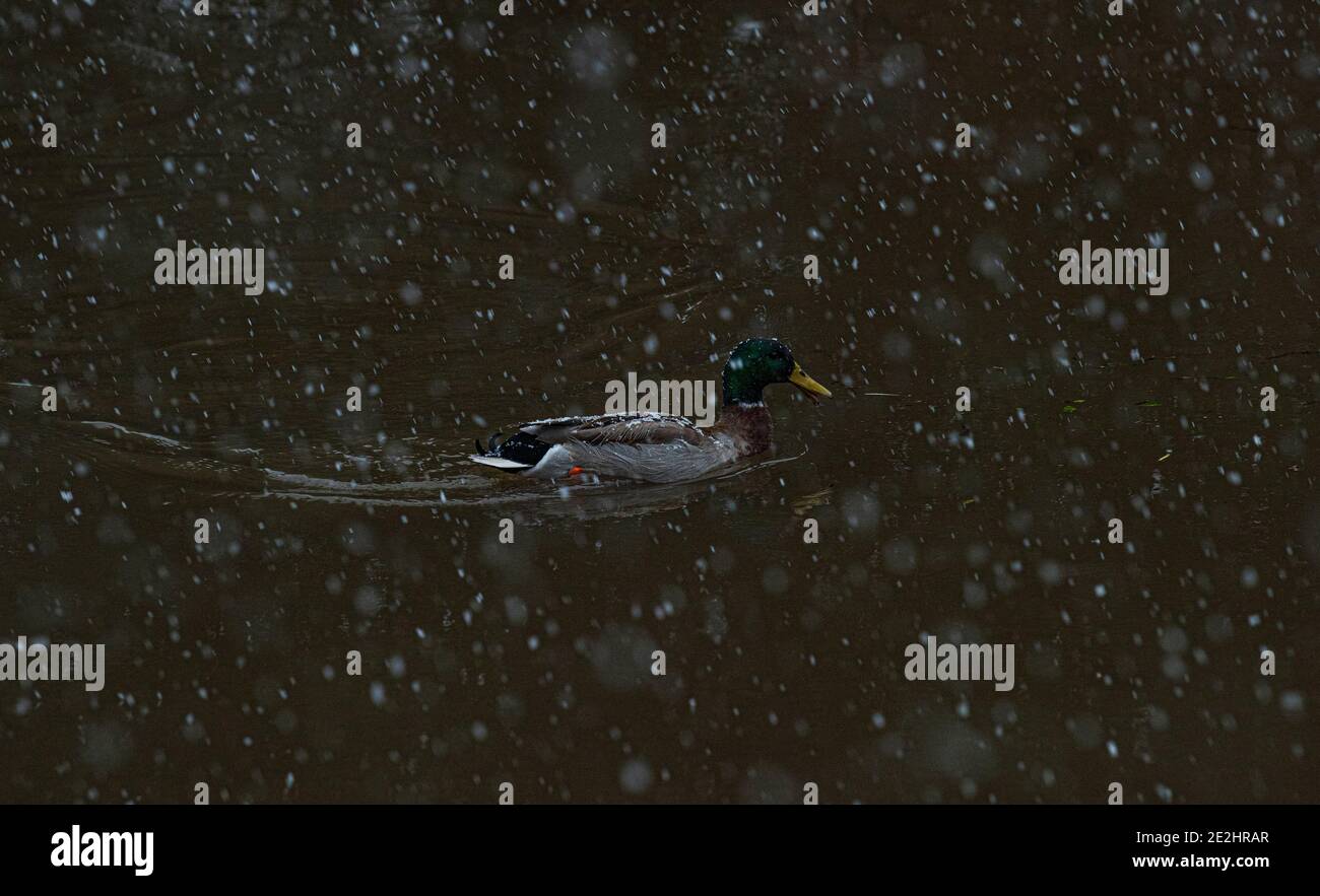 Météo au Royaume-Uni : Doncaster, Yorkshire du Sud - 14 janvier 2021 - les cygnes prennent le matin de la neige sur la rivière Torne, Doncaster, Yorkshire du Sud crédit : Michael Jamison/Alamy Live News Banque D'Images