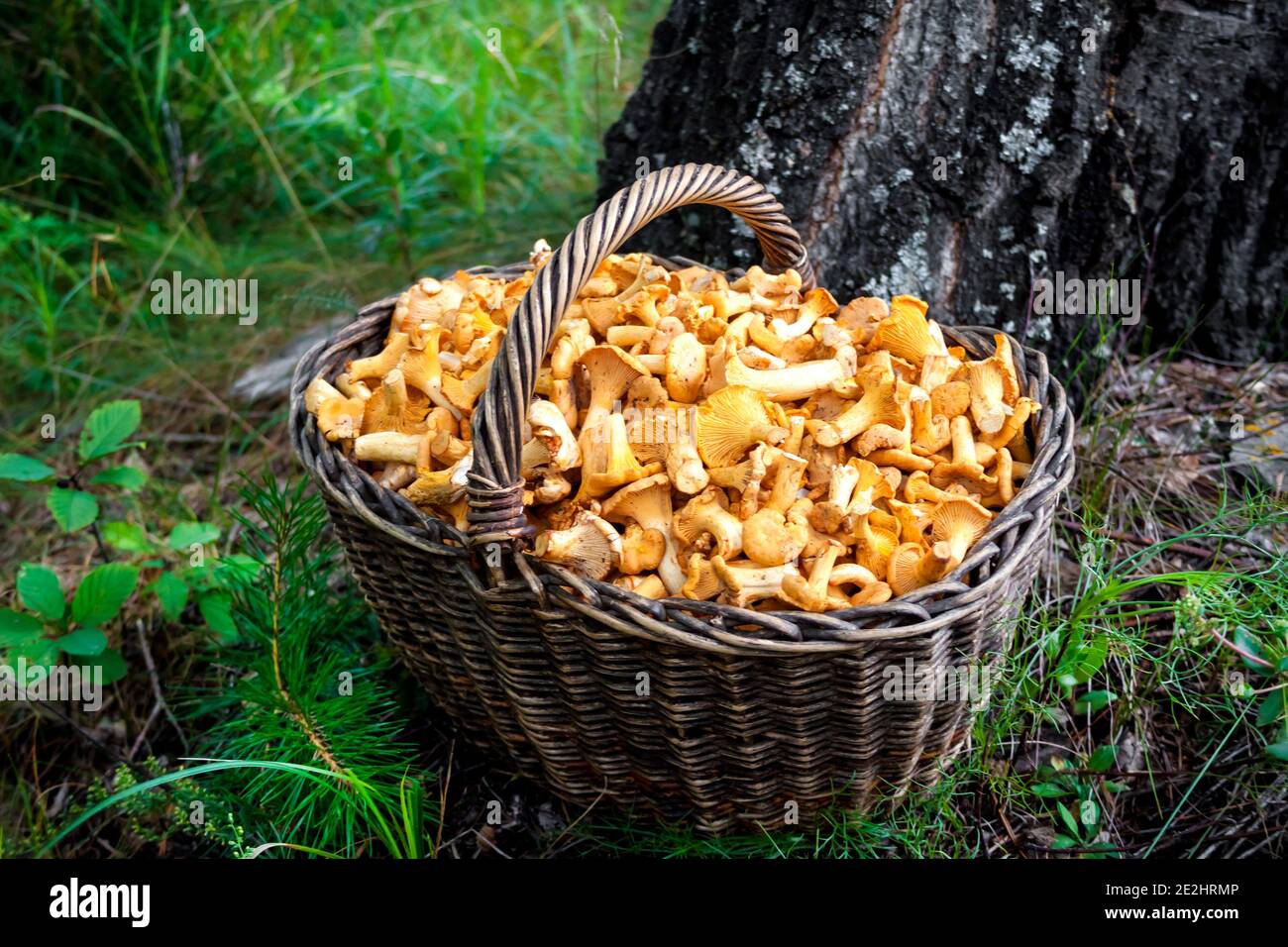 Panier en osier avec chanterelles de champignons sauvages sur fond de tronc de bouleau Banque D'Images