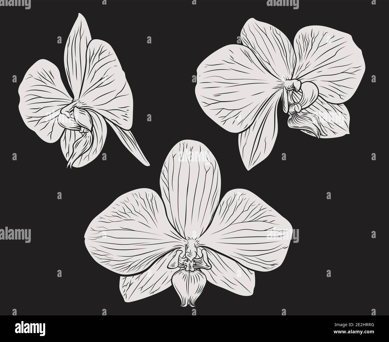 Orchidée Fleur Gravure Gravure sur bois Illustration de Vecteur Orchidée Fleur Gravure Gravure sur bois Illustration de Vecteur