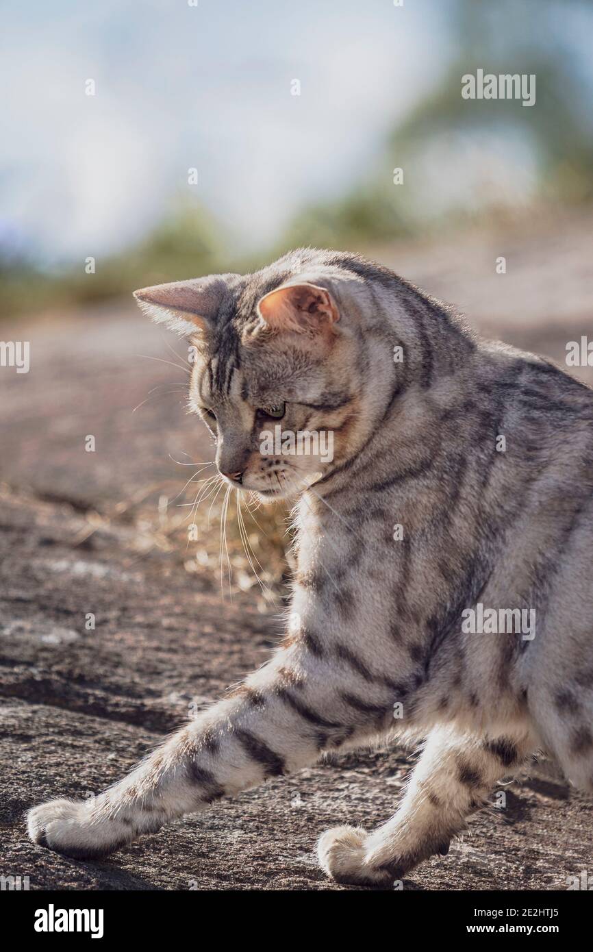 Jeune chat Bengale de sexe masculin jouant dehors, mettant sa patte sur l'insecte Banque D'Images