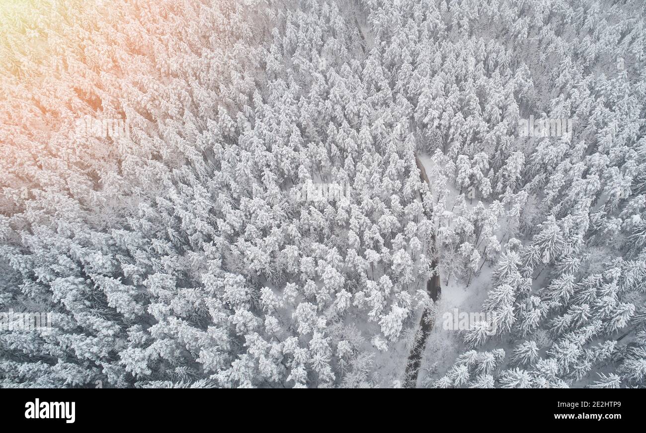 Forêt d'hiver avec brouillard léger dans drone aérien lumière ensoleillée vue Banque D'Images