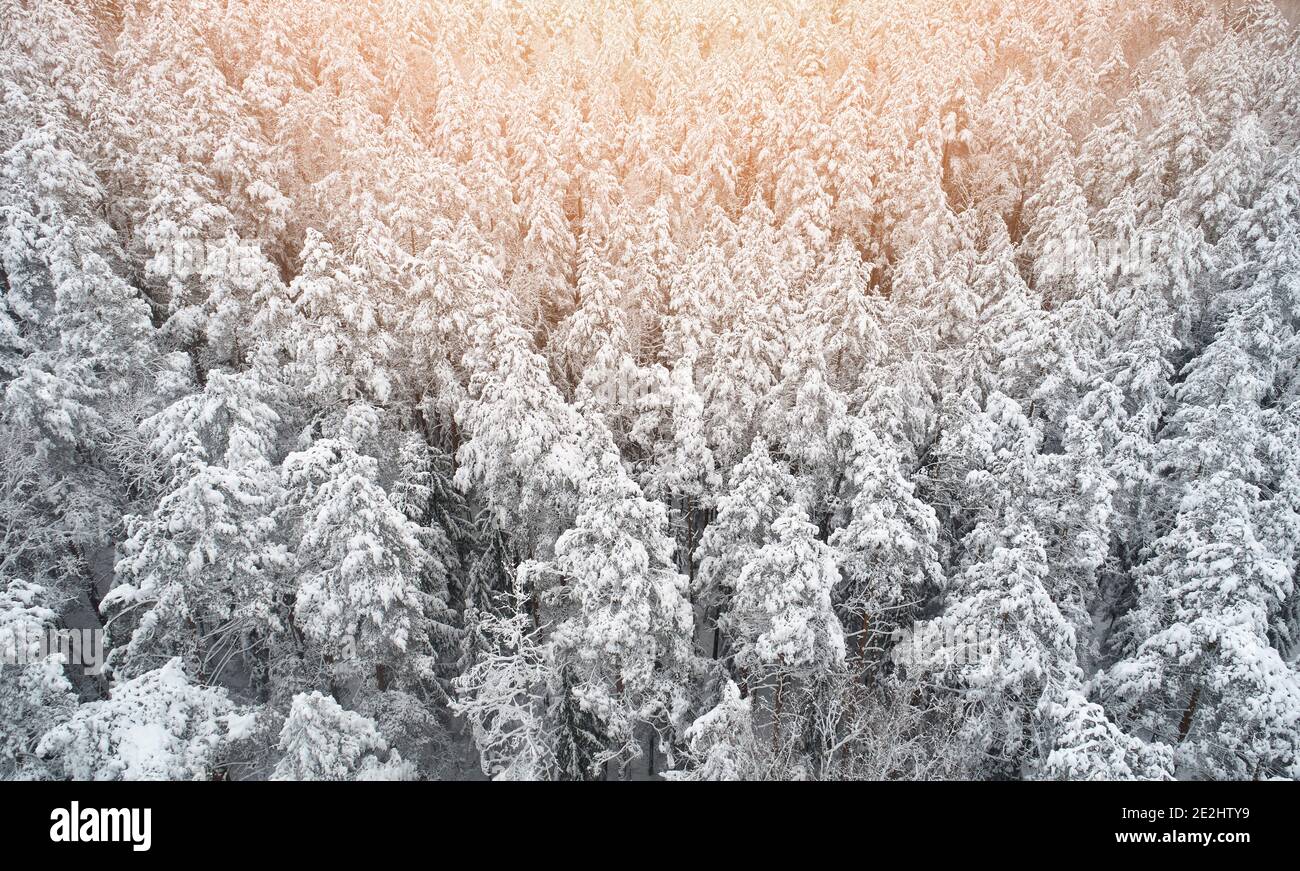 Forêt d'hiver avec vue aérienne de drone lumière ensoleillée. Jour d'hiver frais Banque D'Images