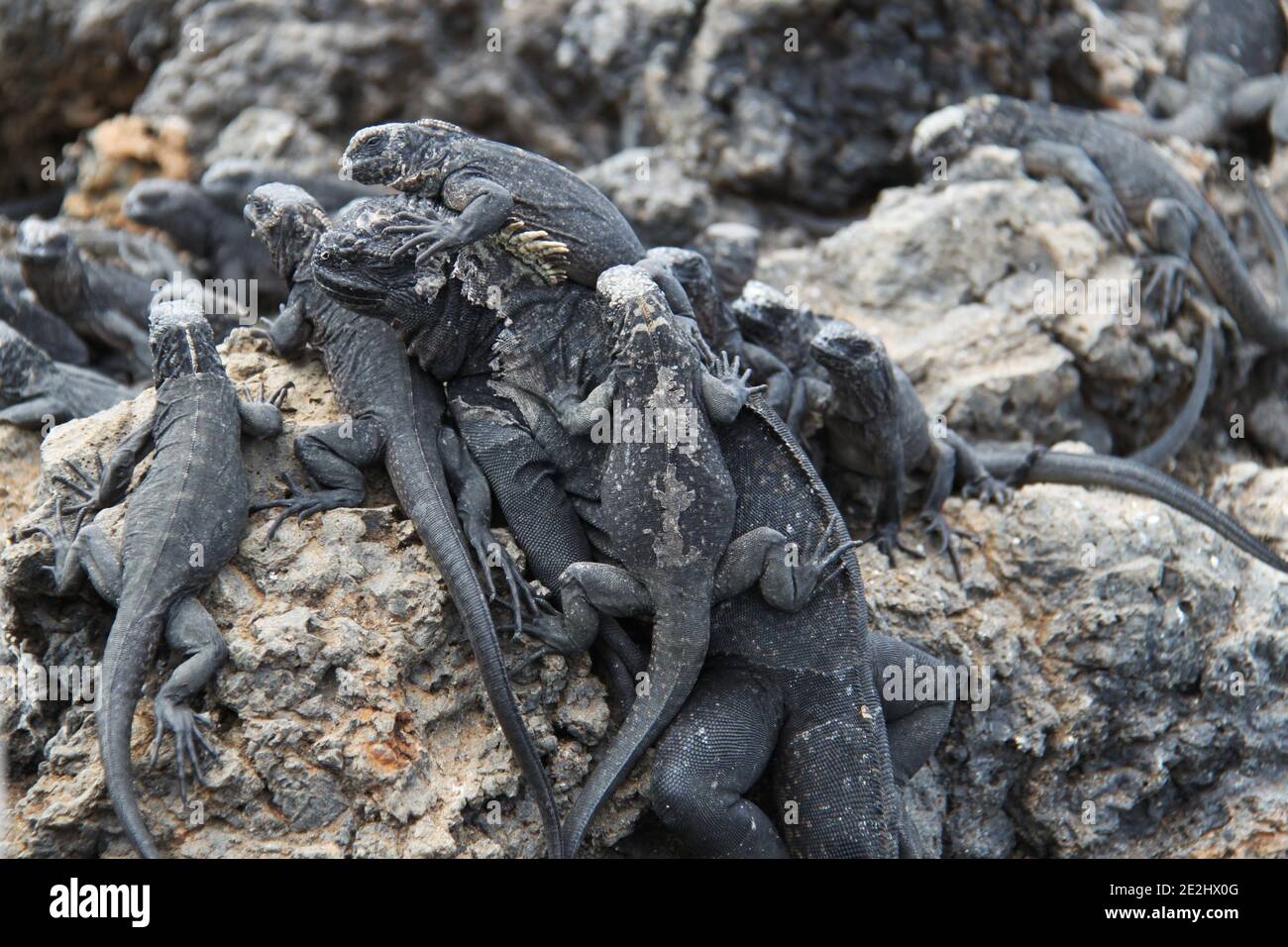 Groupe d'Iguanas marins des îles Galapagos Banque D'Images