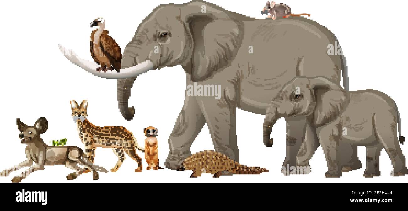 Groupe d'animaux sauvages africains sur fond blanc illustration Illustration de Vecteur