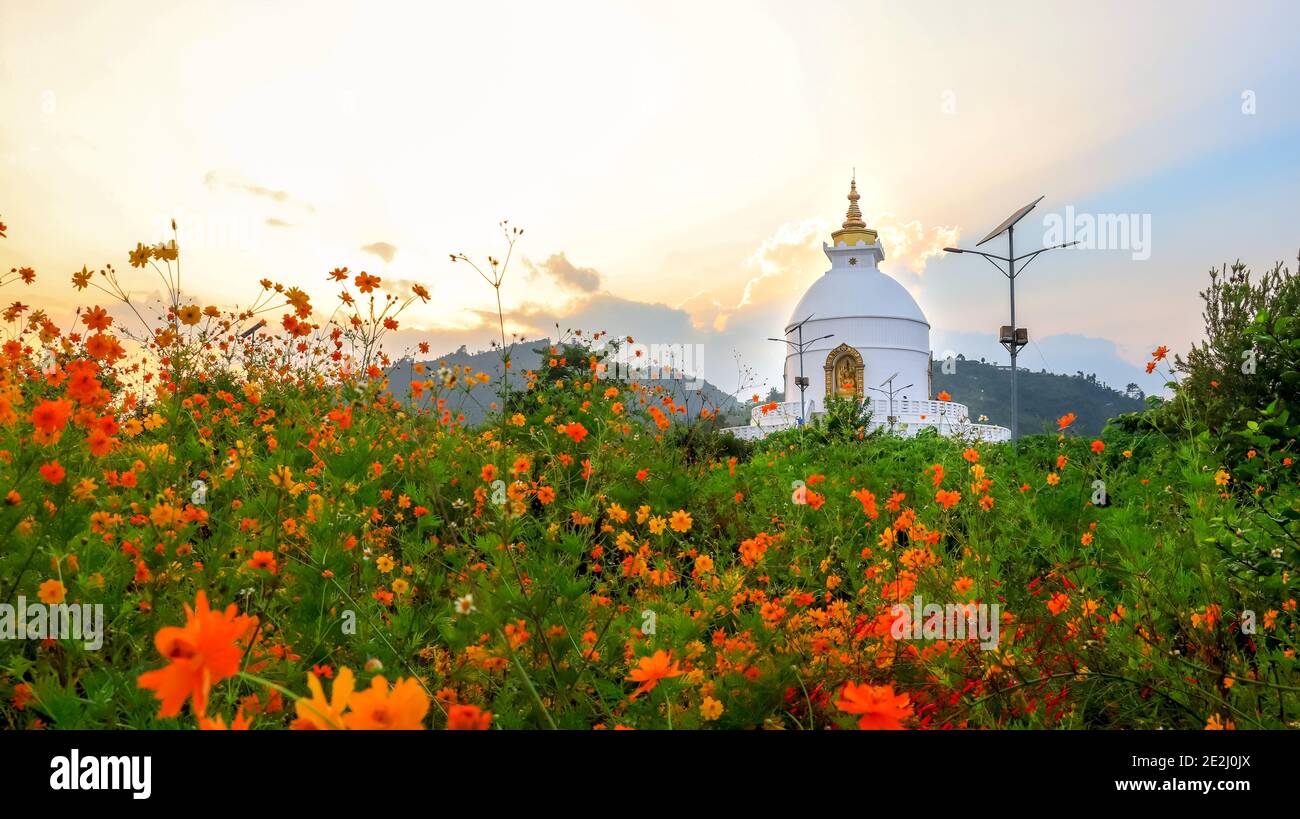 Une heure d'or à la Pagode de la paix mondiale à Pokhara, au Népal. De belles fleurs orange fleurissent dans la magnifique Pagode blanche World Peace Banque D'Images