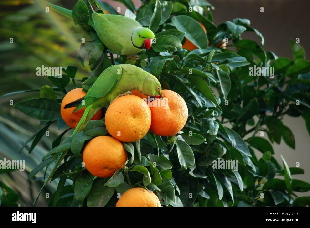 Deux perroquets verts sur un arbre orange Banque D'Images