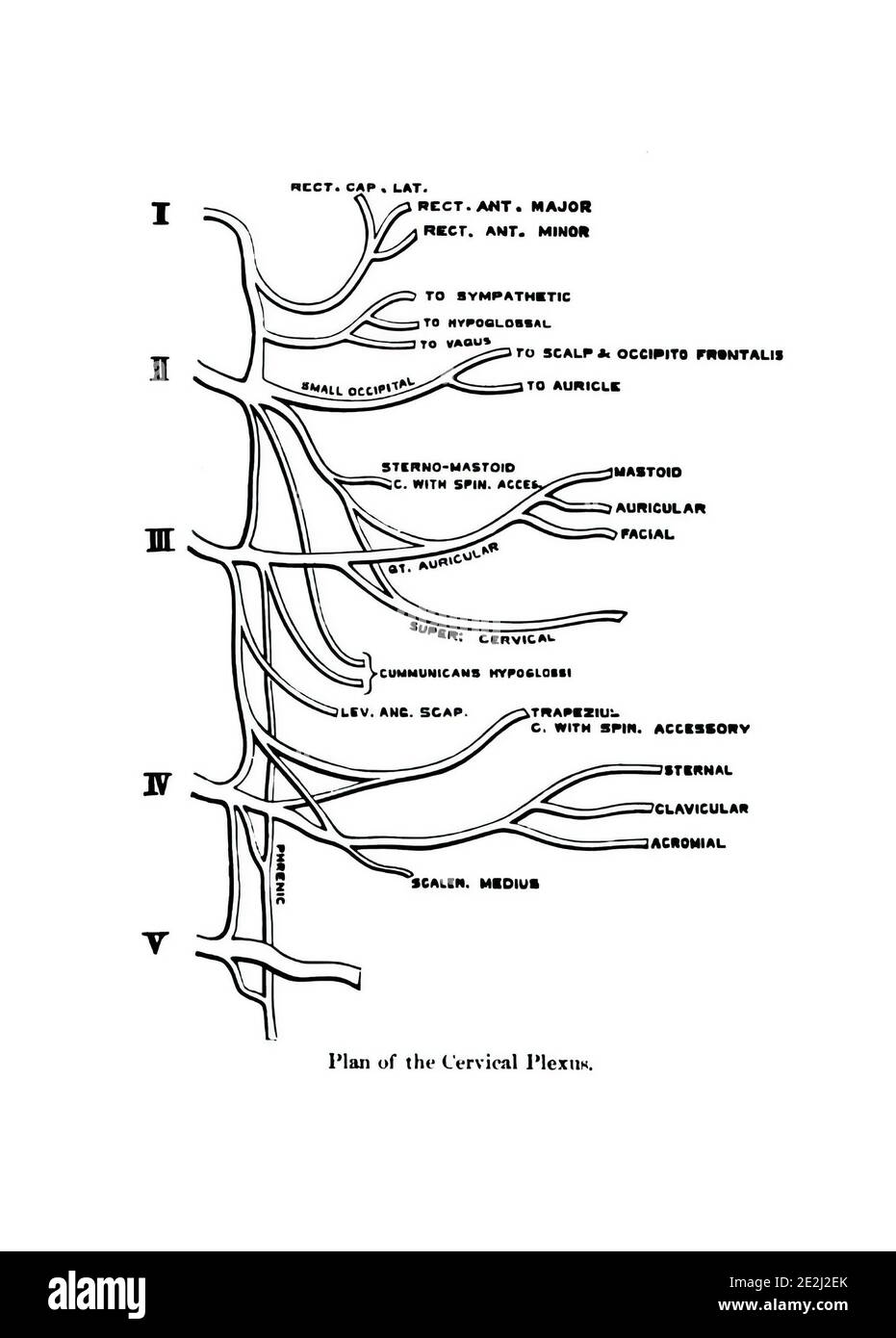 Illustration informative du plan du plexus cervical humain Banque D'Images