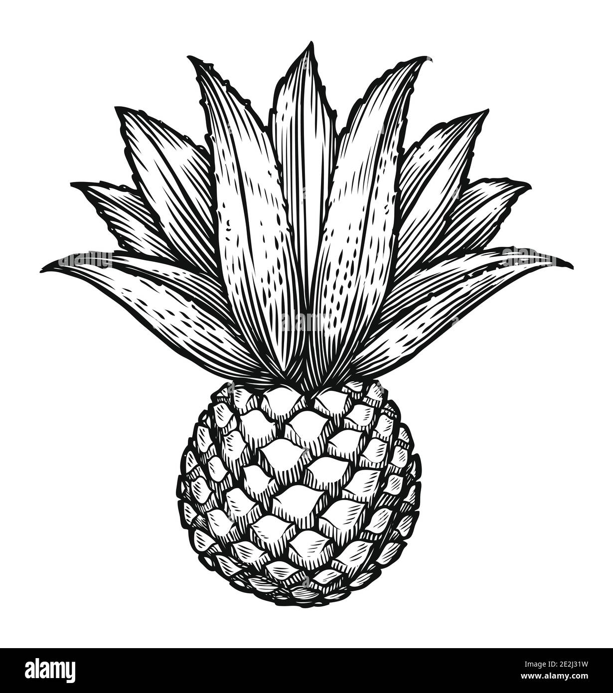 Esquisse d'agave bleue. Ingrédient de la tequila Illustration de Vecteur