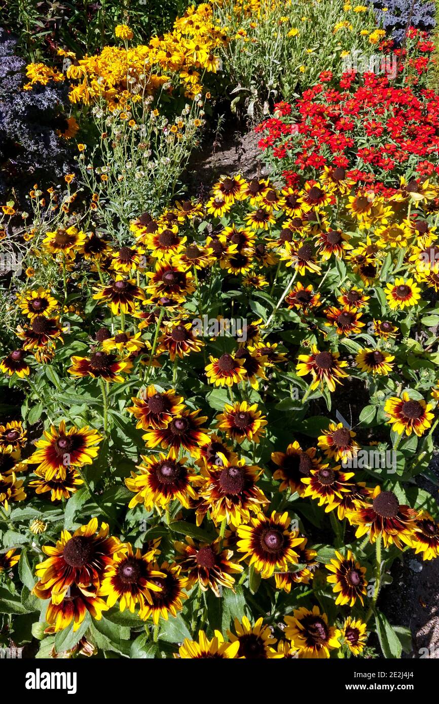 Jardin de la fin de l'été Rudbeckia Kelvedon Star Banque D'Images