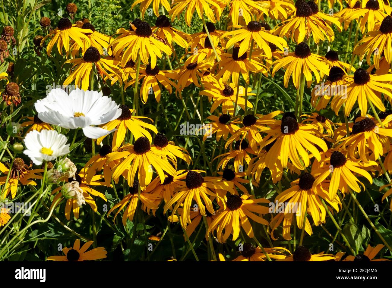 Jardin de la fin de l'été Rudbeckia Goldsturm, Cosmos Purity Banque D'Images