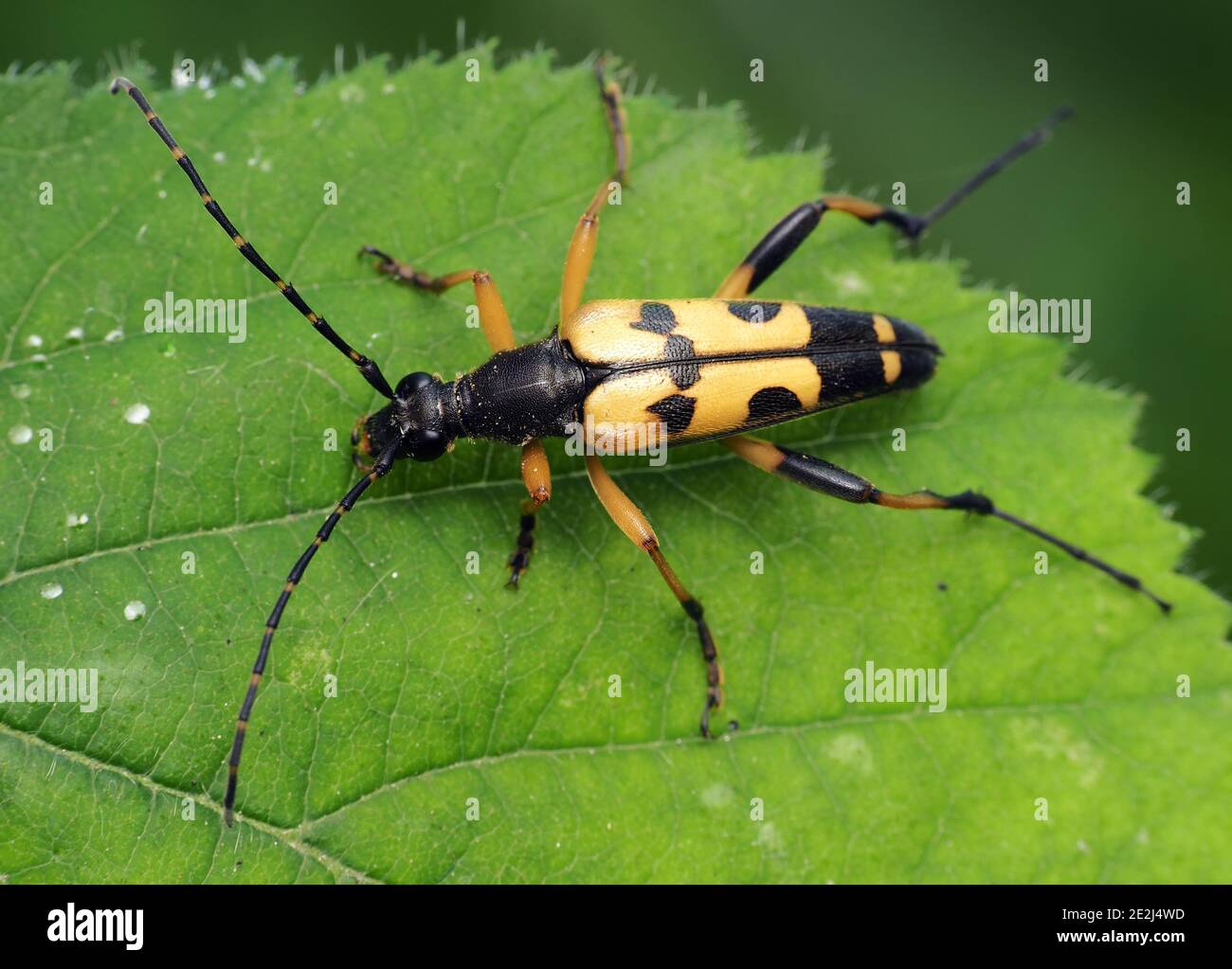 Le longicorne noir et jaune (Rutpela maculata) repose sur la feuille de plante. Tipperary, Irlande Banque D'Images