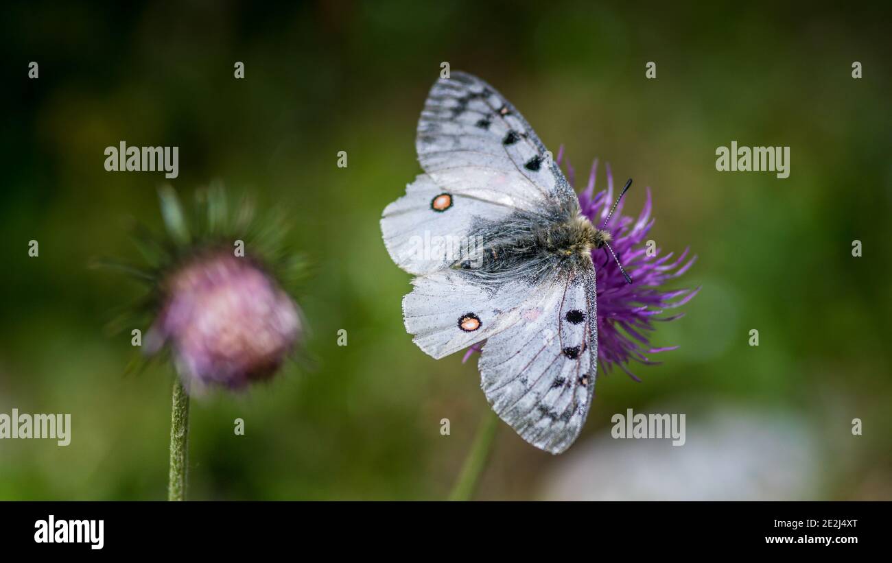 Apollo Butterfly, Tour du Queyras, Queyras, Alpes françaises, France Banque D'Images