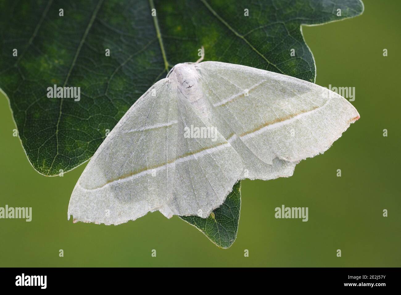 Papillon d'émeraude clair (Campaea margaritata) perché sur une feuille de chêne. Tipperary, Irlande Banque D'Images