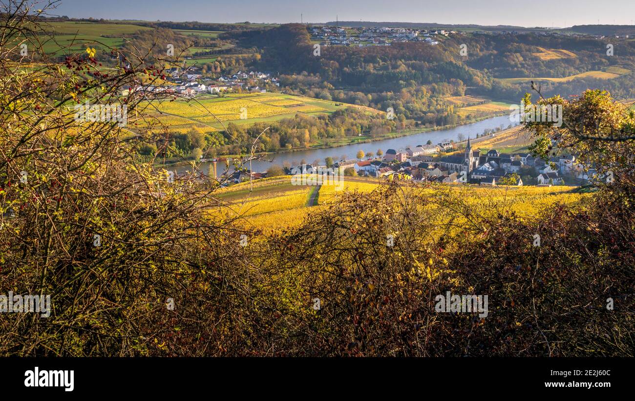 Promenez-vous dans les vignobles, la rivière Mosel, le village d'Ahn, Luxembourg Banque D'Images