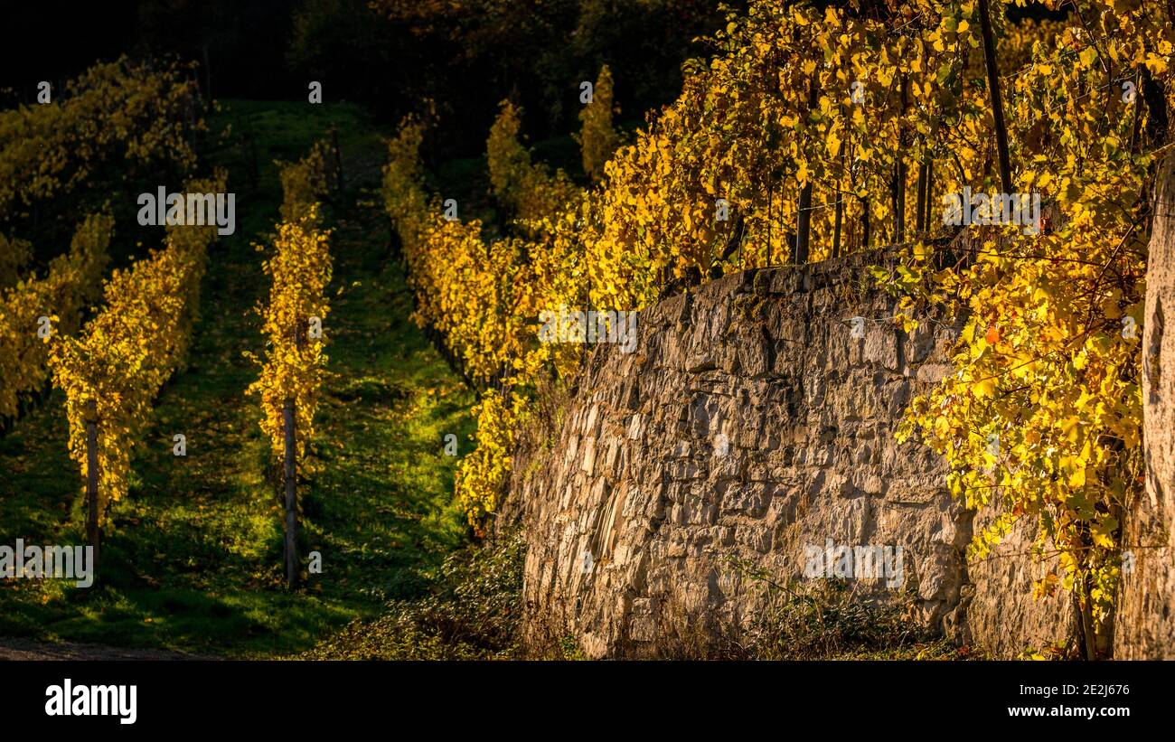 Promenez-vous dans les vignobles, la rivière Mosel, le village d'Ahn, Luxembourg Banque D'Images