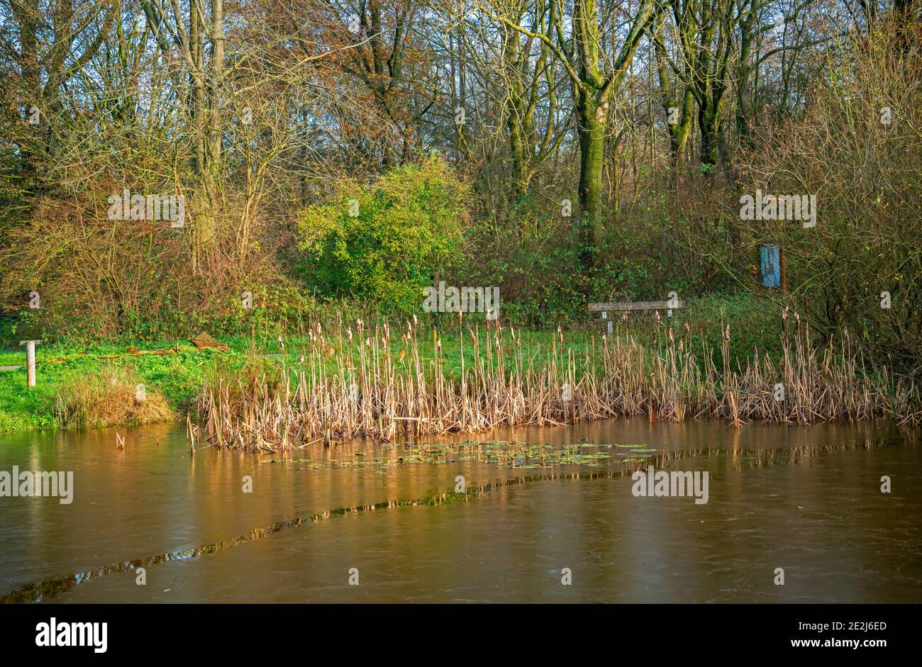 Paysage avec étang gelé et reedmace Banque D'Images