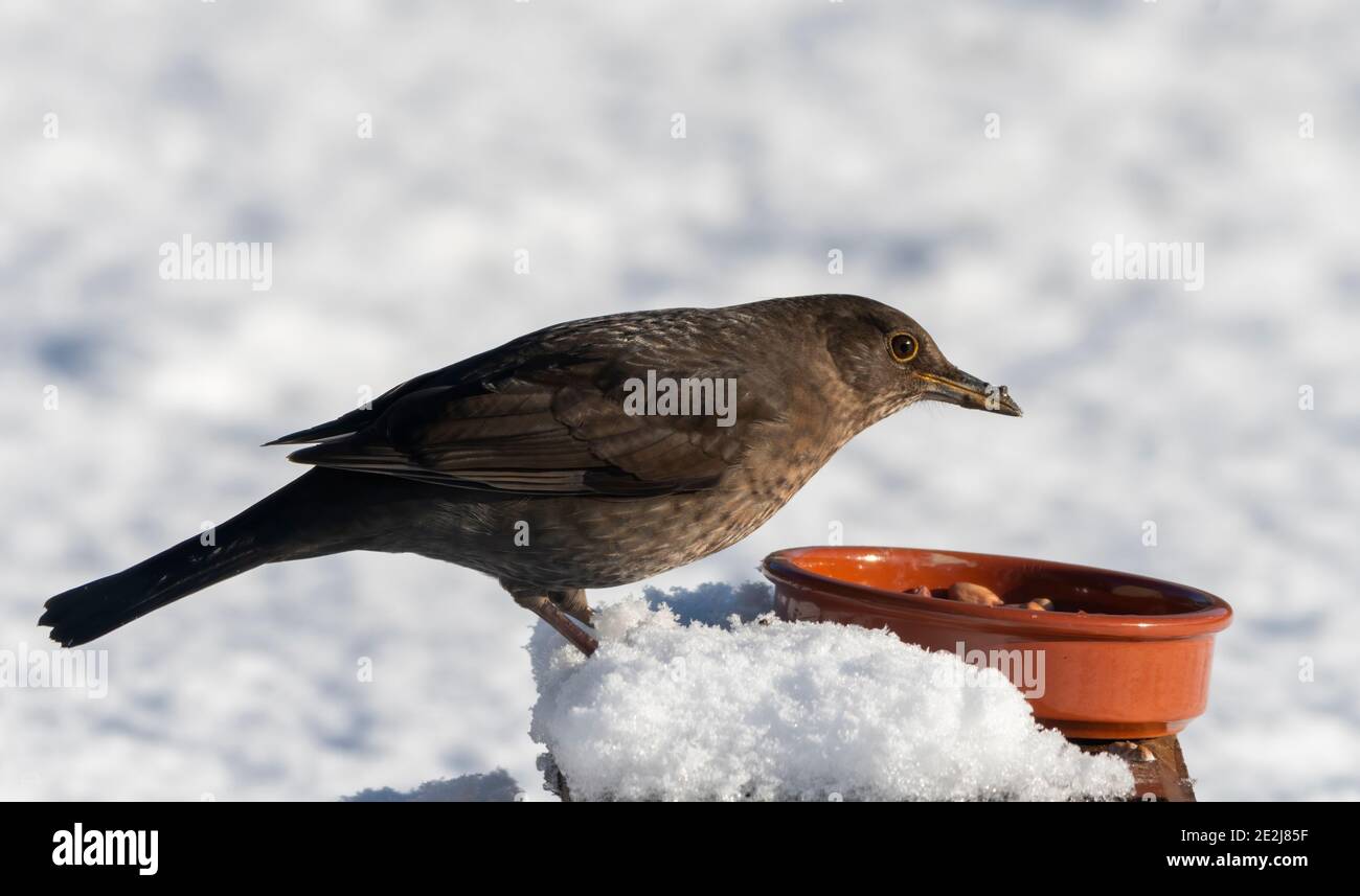 Les femmes qui se nourrissent de Blackbird dans la neige Banque D'Images