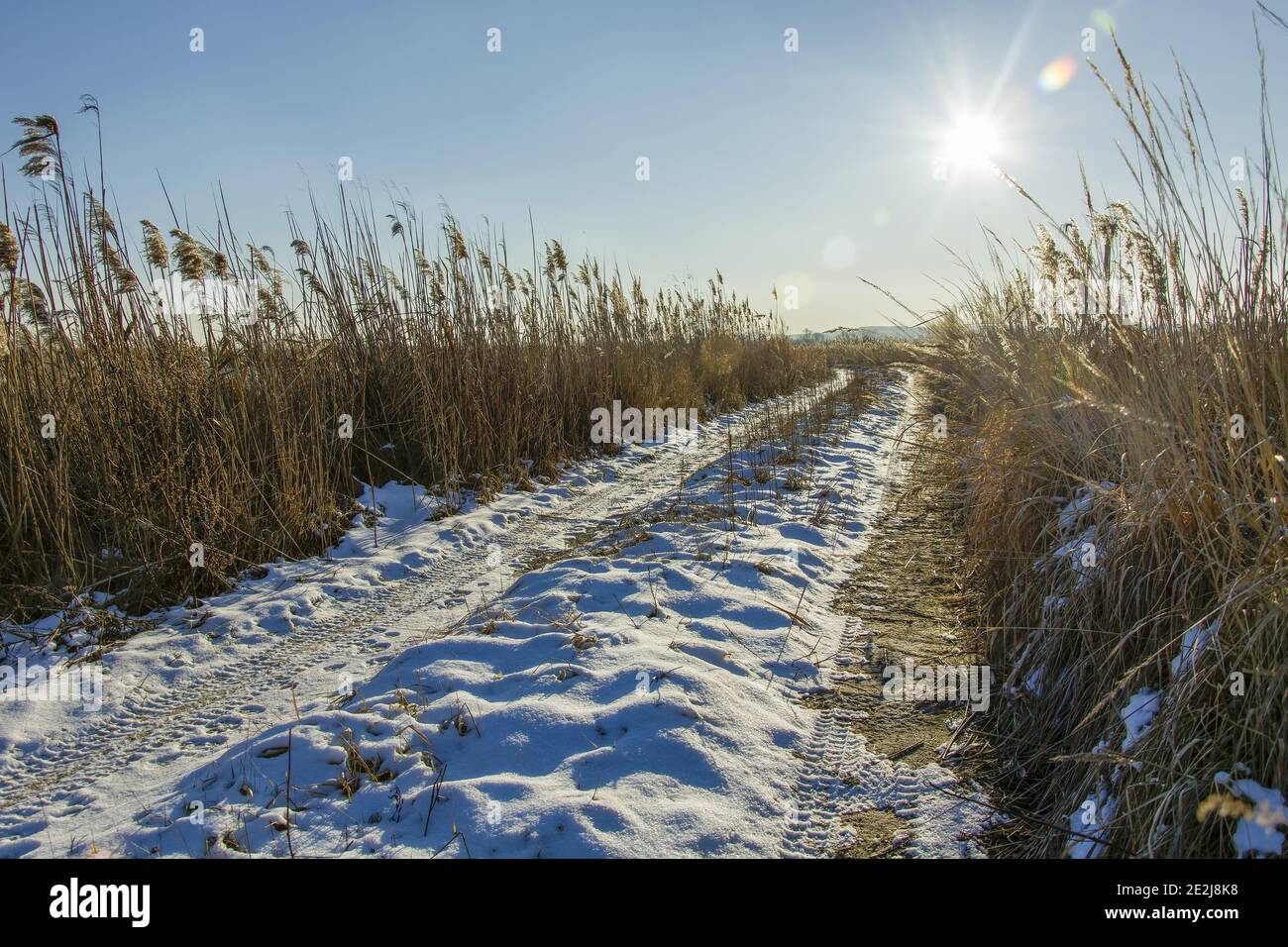 Route enneigée avec roseaux, soleil dans le ciel, vue en hiver Banque D'Images