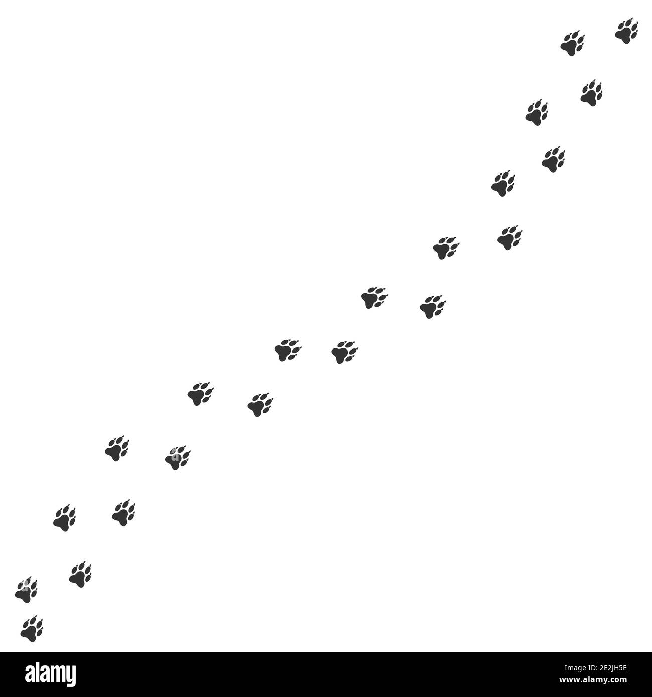 Imprimé pattes de loup ou de chien. Sentier de l'animal, illustration vectorielle Illustration de Vecteur