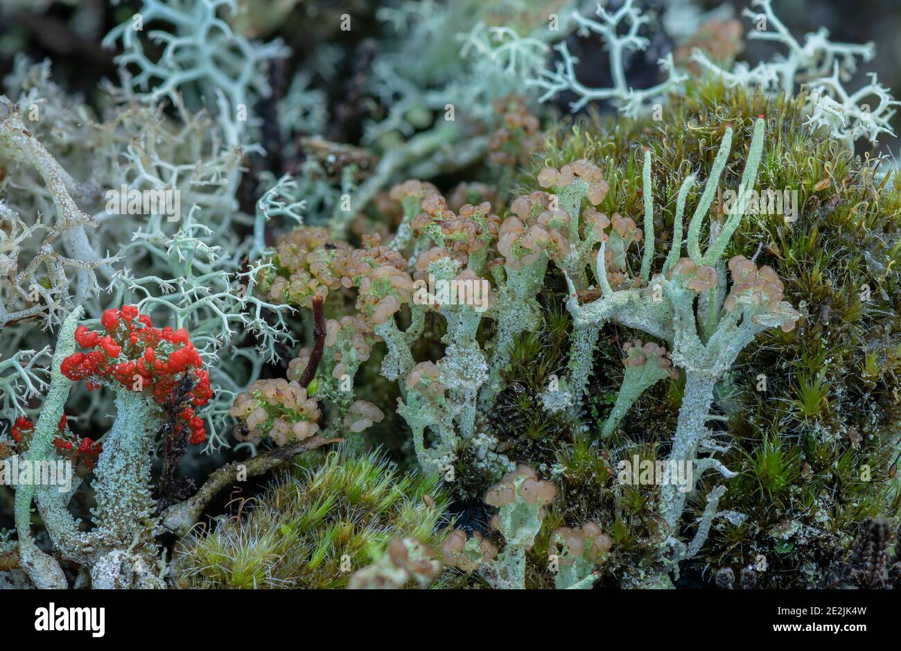 Un lichen fruticose, Cladonia ramulosa, qui pousse sur une souche de pin dans la lande, Dorset. Banque D'Images