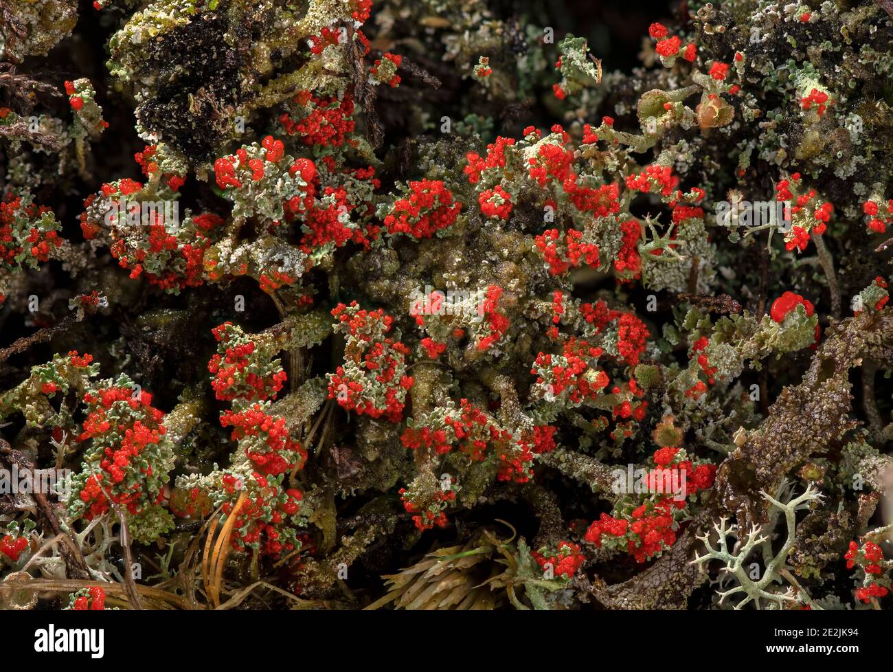 Un lichen fruticose, Cladonia floerkeana, qui pousse sur la lande Dorset. Banque D'Images