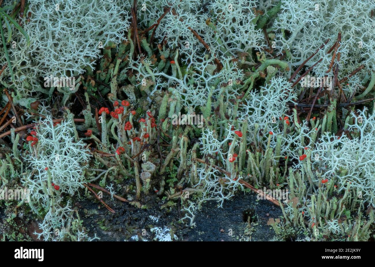 Massy de lichens à fructicose, qui poussent sur une souche de pin dans la lande, Dorset. Banque D'Images