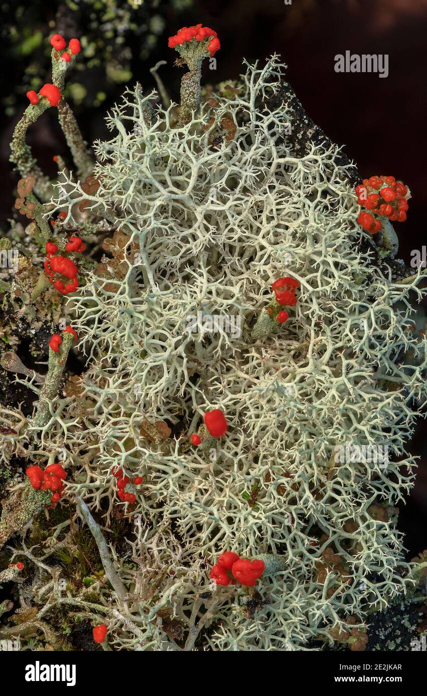 Un lichen sorbois, Cladonia portentosa avec les pointes de Cladonia diversa rouge qui le traverse. Dorset Heathland. Banque D'Images