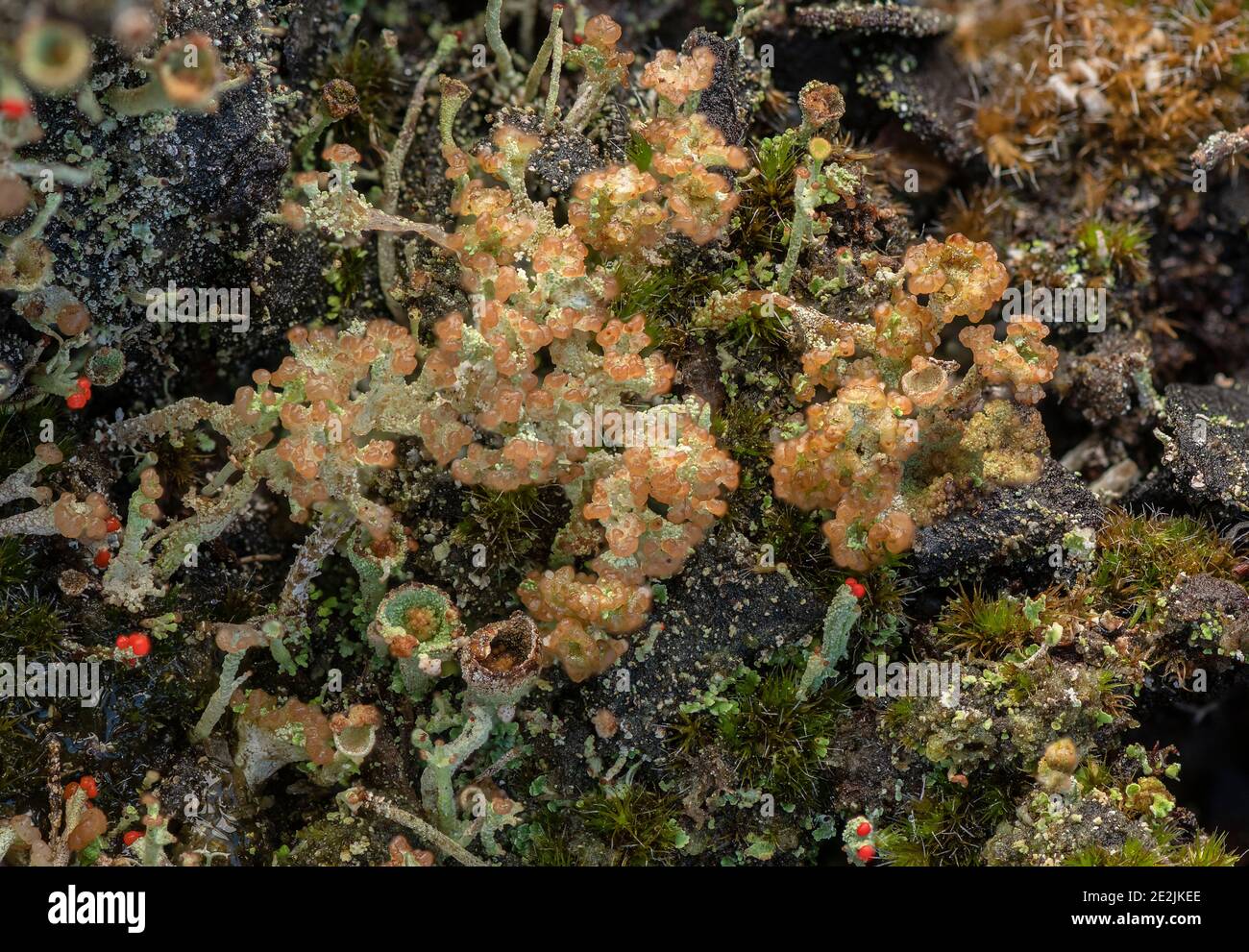 Un lichen fruticose, Cladonia ramulosa, qui pousse sur une souche de pin dans la lande, Dorset. Banque D'Images