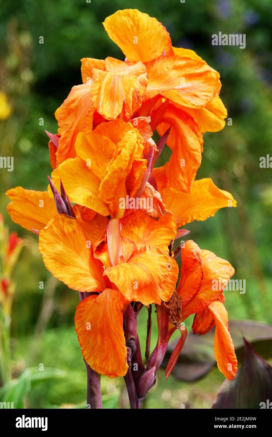 Fleur de Canna Wyoming Banque D'Images