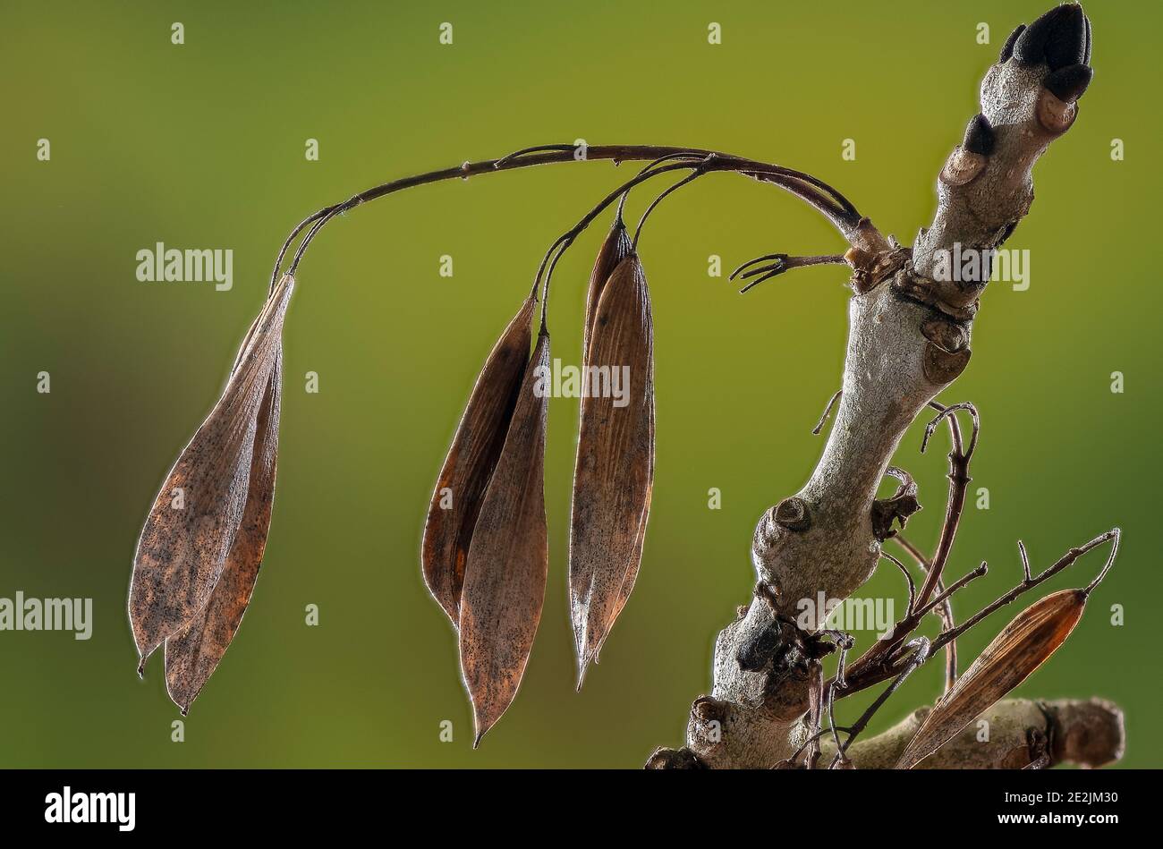 Frêne commun, Fraxinus excelsior, au début de l'hiver - bourgeons et clés (fruits). Banque D'Images
