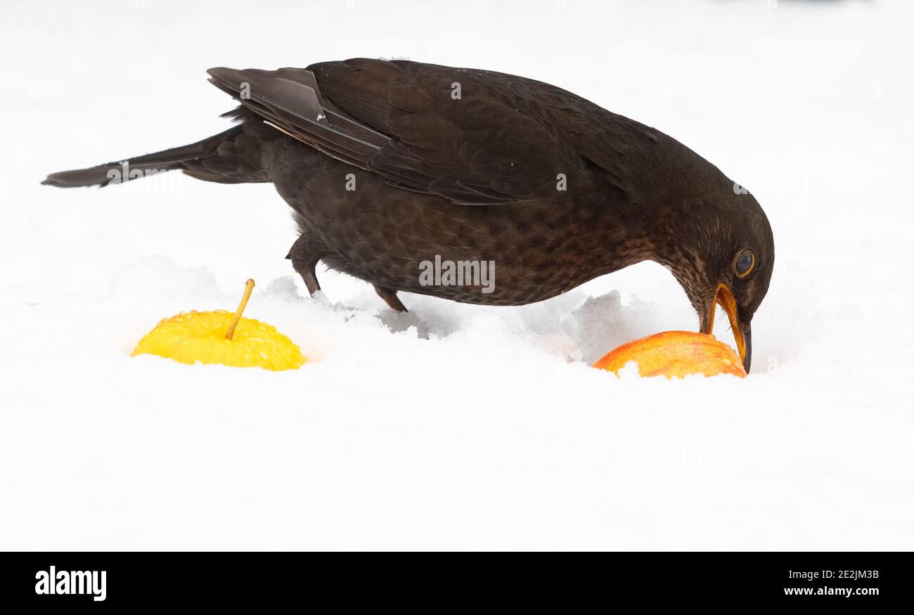 Femelle blackbird - turdus merula - manger une pomme qui A été mis pour les oiseaux dans un jardin britannique Banque D'Images